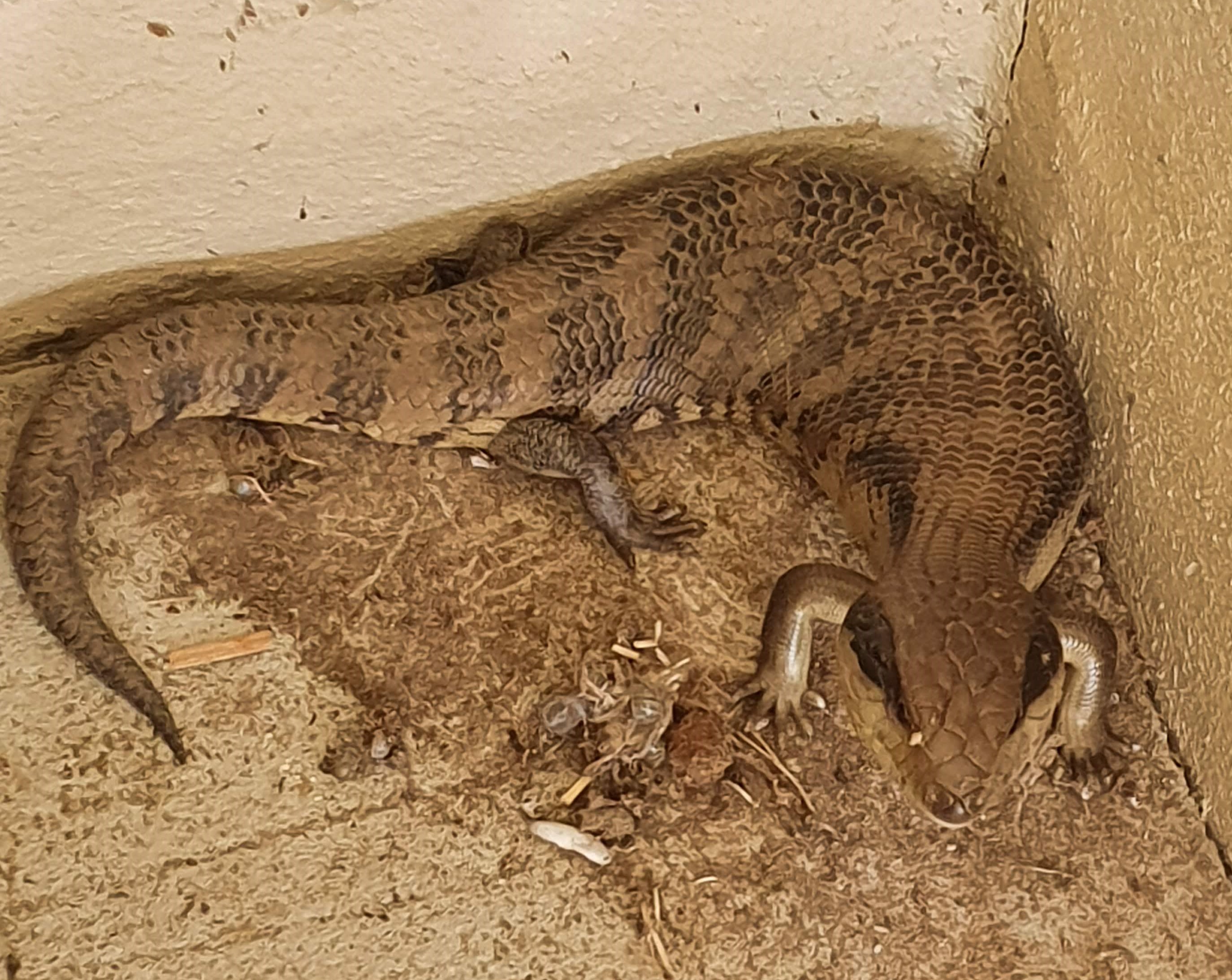 Blue-tongued Lizard