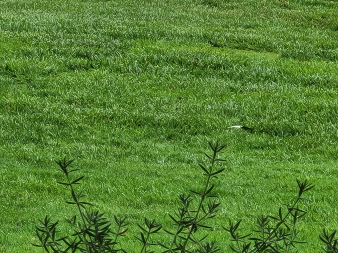a single Magpie feather on a green lawn
